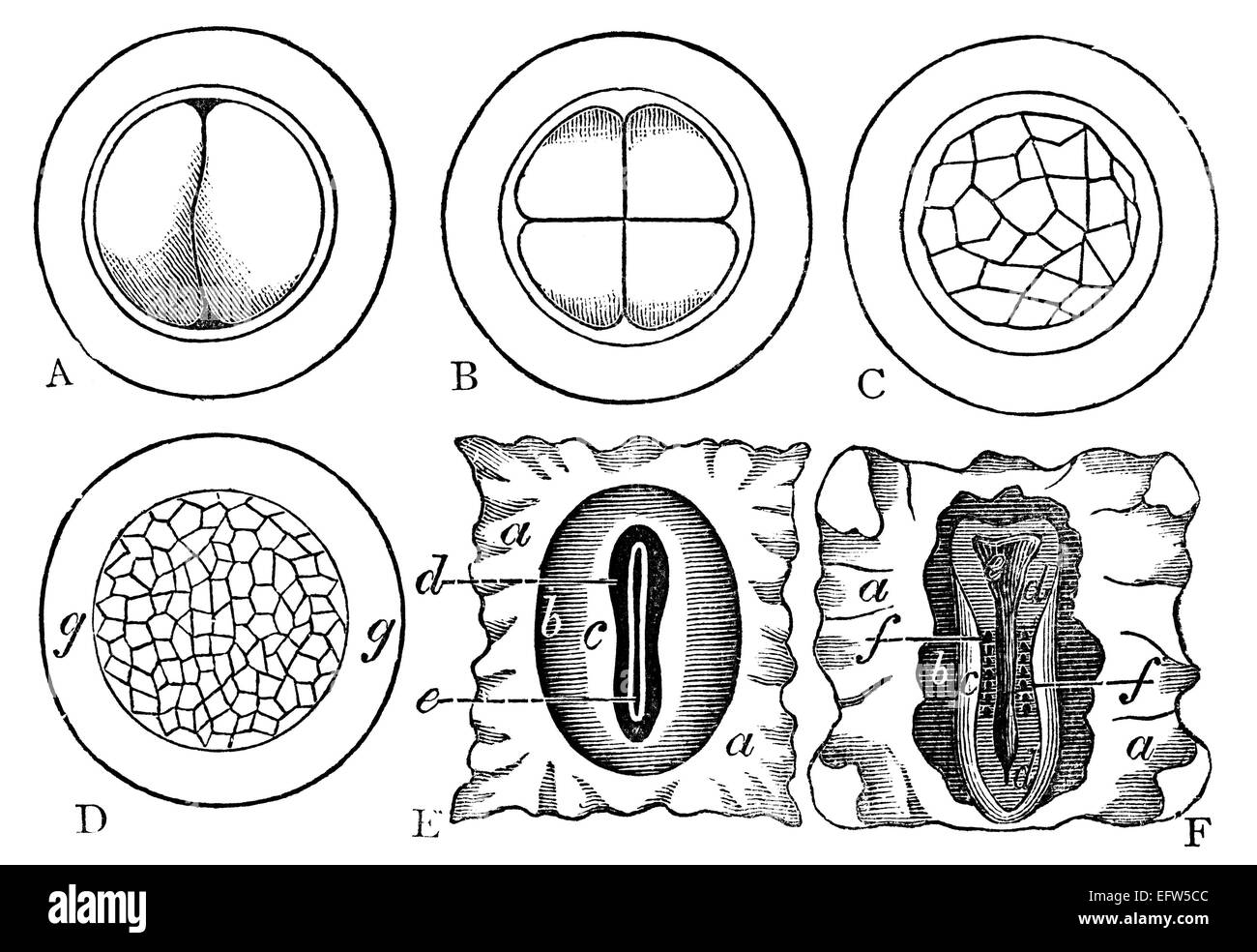 Incisione in stile vittoriano di un embrione di sviluppo. Restaurata digitalmente immagine da una metà del XIX secolo enciclopedia. Foto Stock