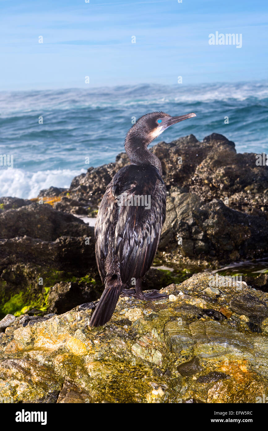 Un cormorano pinguini poggia su di una scogliera di fronte oceano nel corso di un inizio di mattina sunrise. Foto Stock