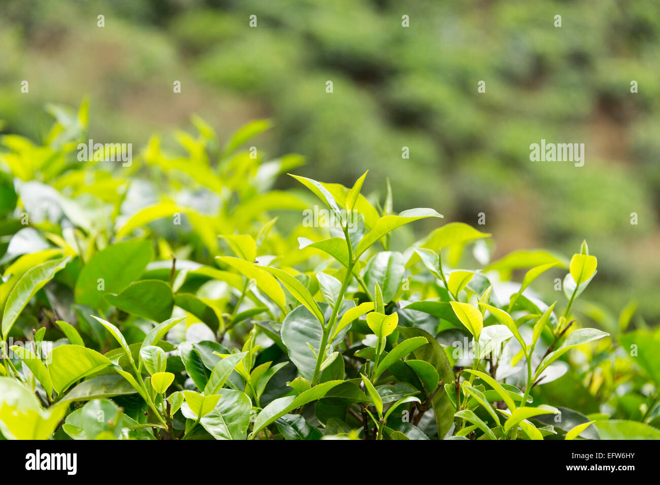 Cespugli di tè in una piantagione di tè, Ella, provincia di Uva, Sri Lanka. Foto Stock