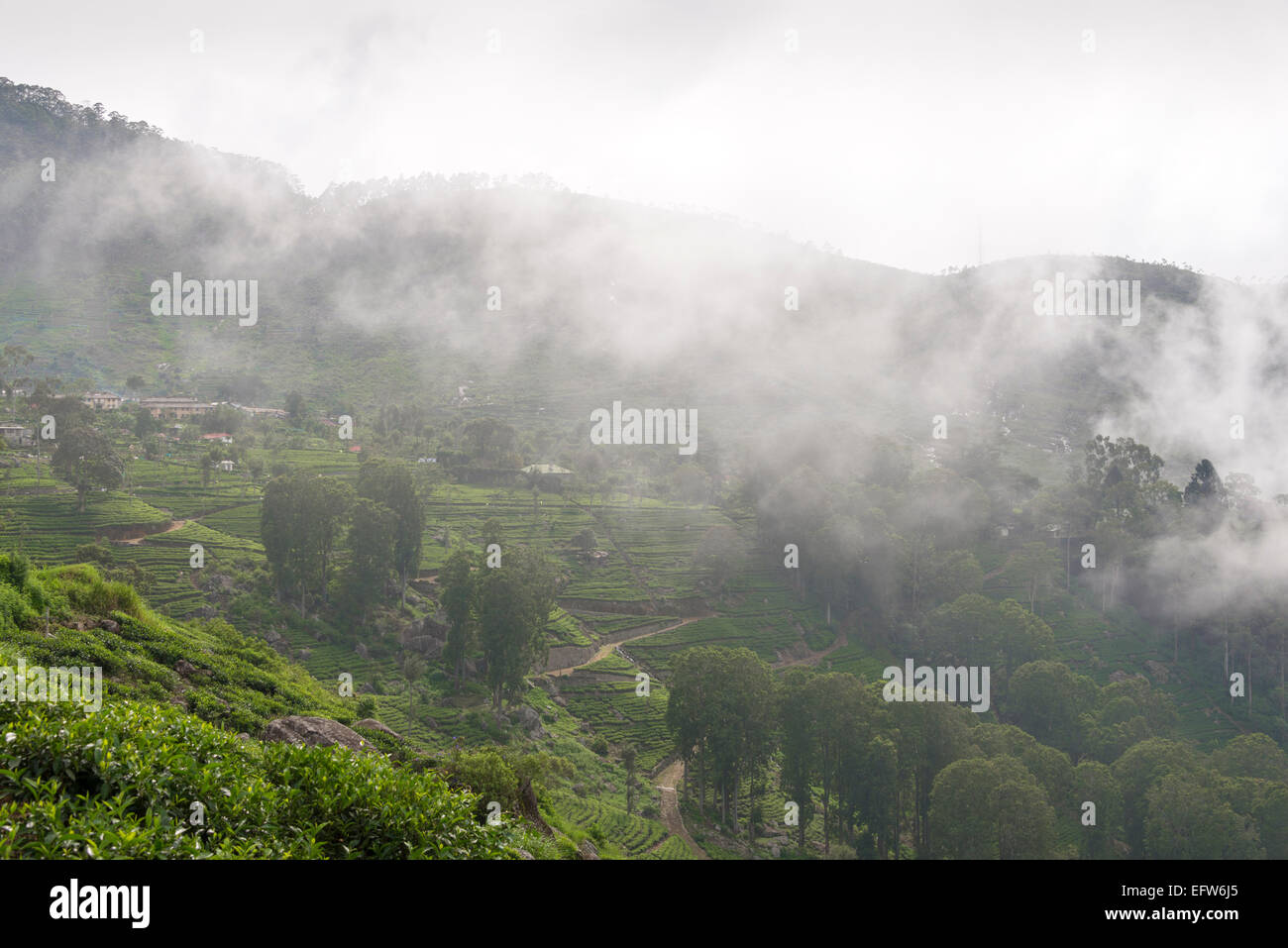 La piantagione di tè coperta dalla nebbia vicino Haputale, provincia di Uva, Sri Lanka. Foto Stock