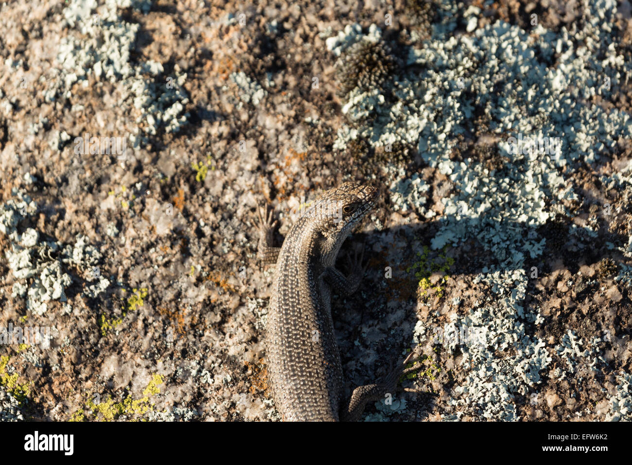 Una fotografia di un albero skink (tree-skink interstiziale) su un masso di granito in central western NSW, Australia. Tree skinks vivono in tr Foto Stock