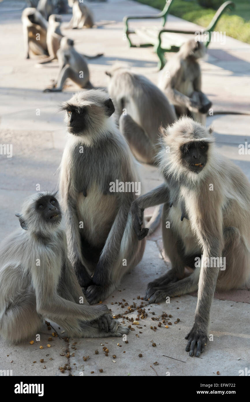 Mandore, Rajasthan, India. Semnopithecus entellus (Hanuman Langur) scimmie a Mandore Garden Foto Stock