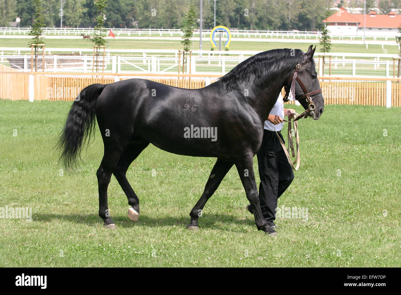 Nero stallone delle corse ippiche walking con trainer su showground Foto Stock