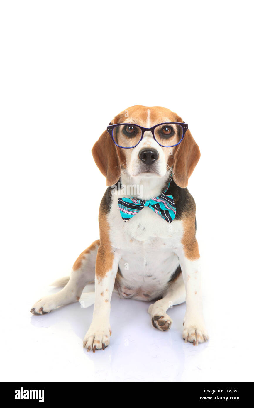 Concetto di business pet o dog training intelligence Foto Stock