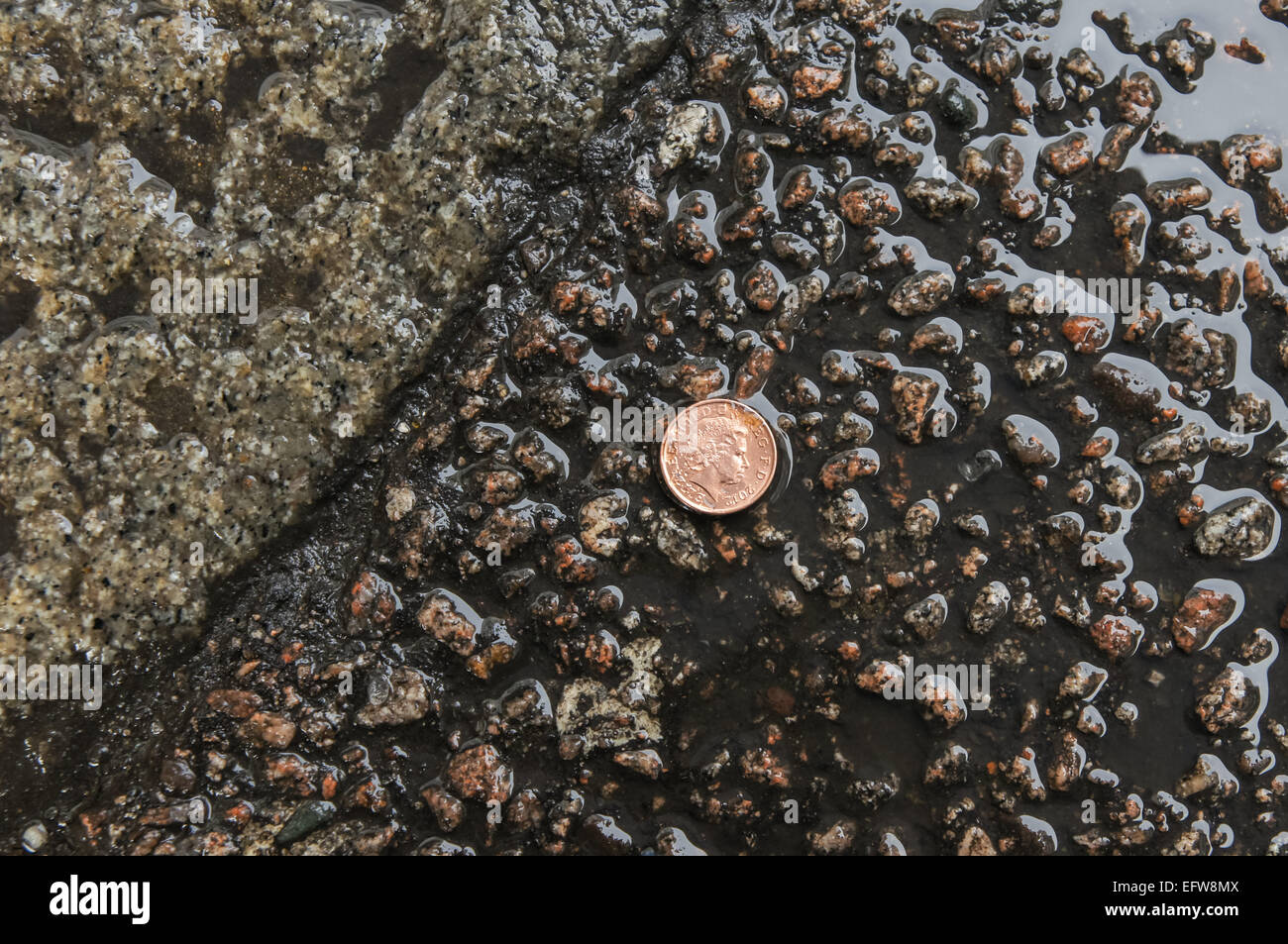 Un penny moneta sulla strada bagnata, Londra England Regno Unito Regno Unito Foto Stock