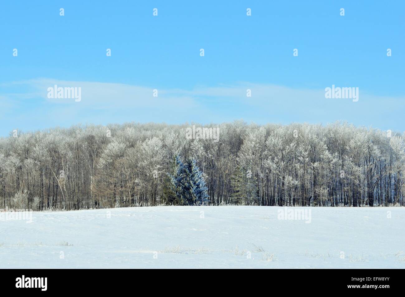 alberi ghiacciati Foto Stock