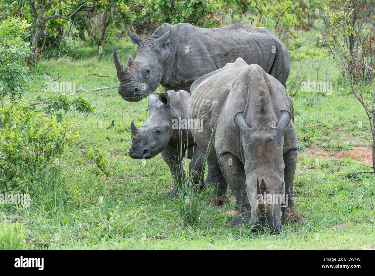 Due adulti rinoceronte bianco, (Ceratotherium simum), con un vitello, Kruger National Park, Sud Africa Foto Stock