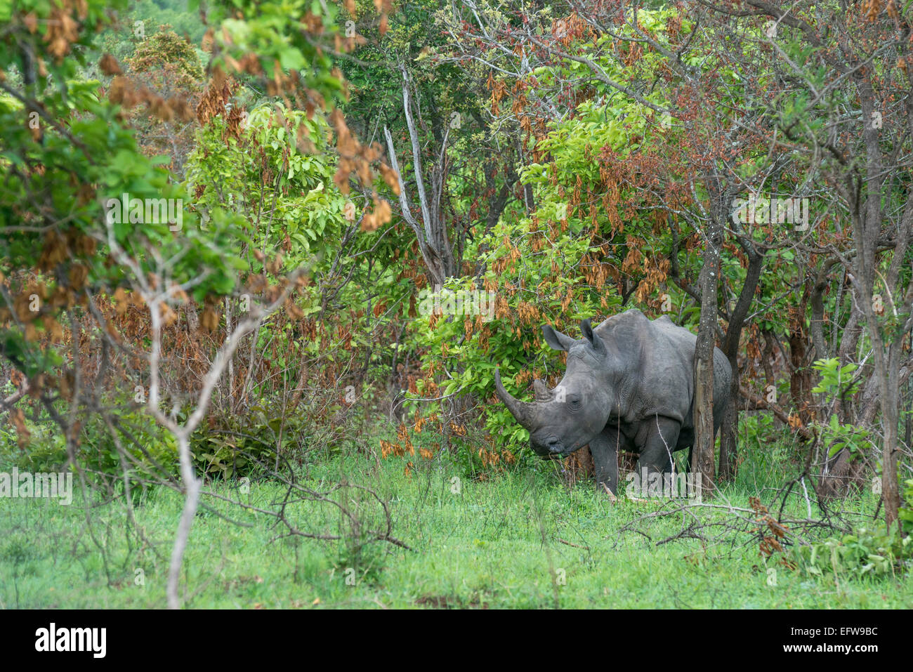 Un rinoceronte bianco, (Ceratotherium simum), in lussureggianti habitat, il Parco Nazionale Kruger, Sud Africa Foto Stock