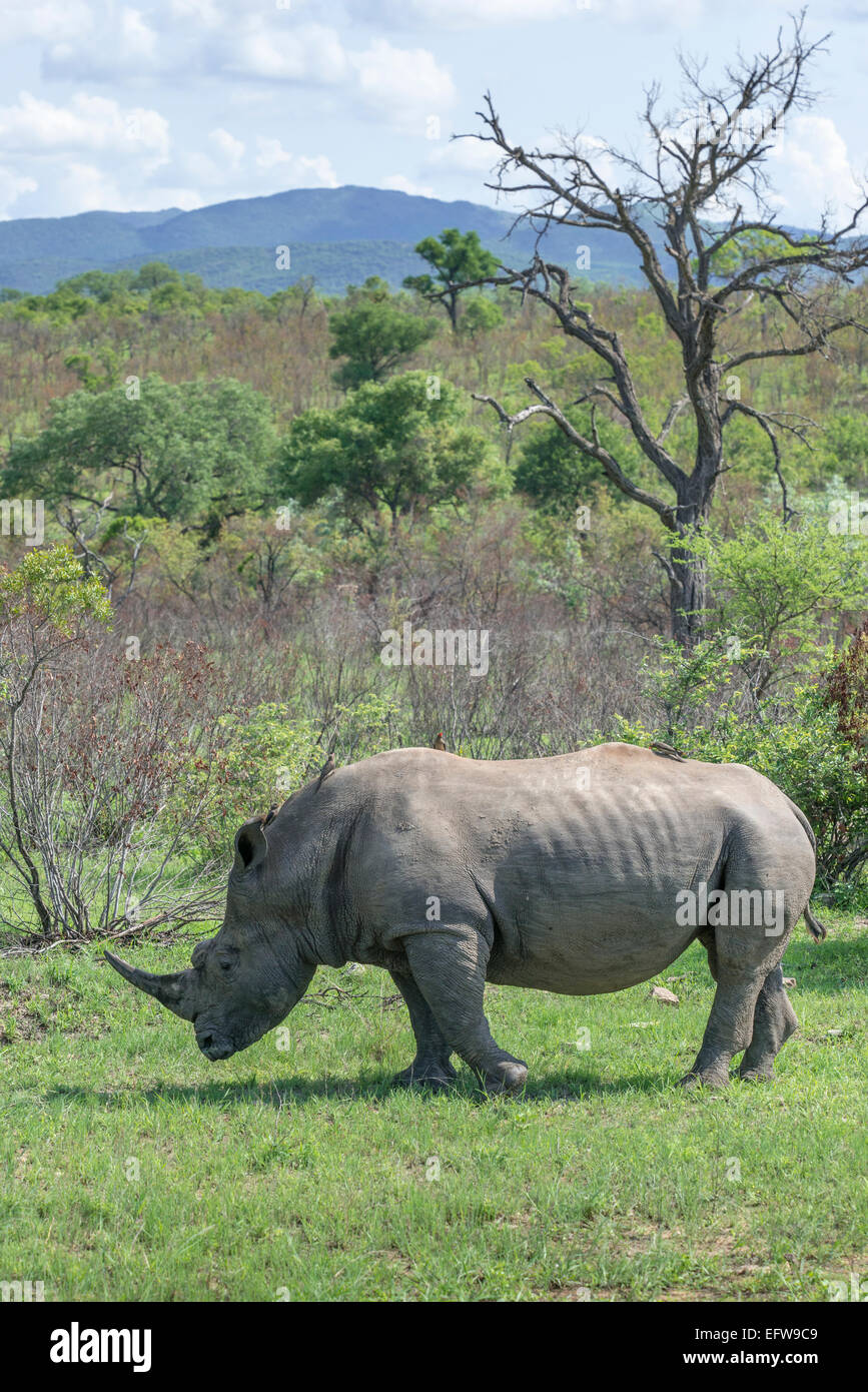 Rinoceronte bianco, (Ceratotherium simum), nel paesaggio aperto, veduta laterale, Krueger National Park, Sud Africa Foto Stock
