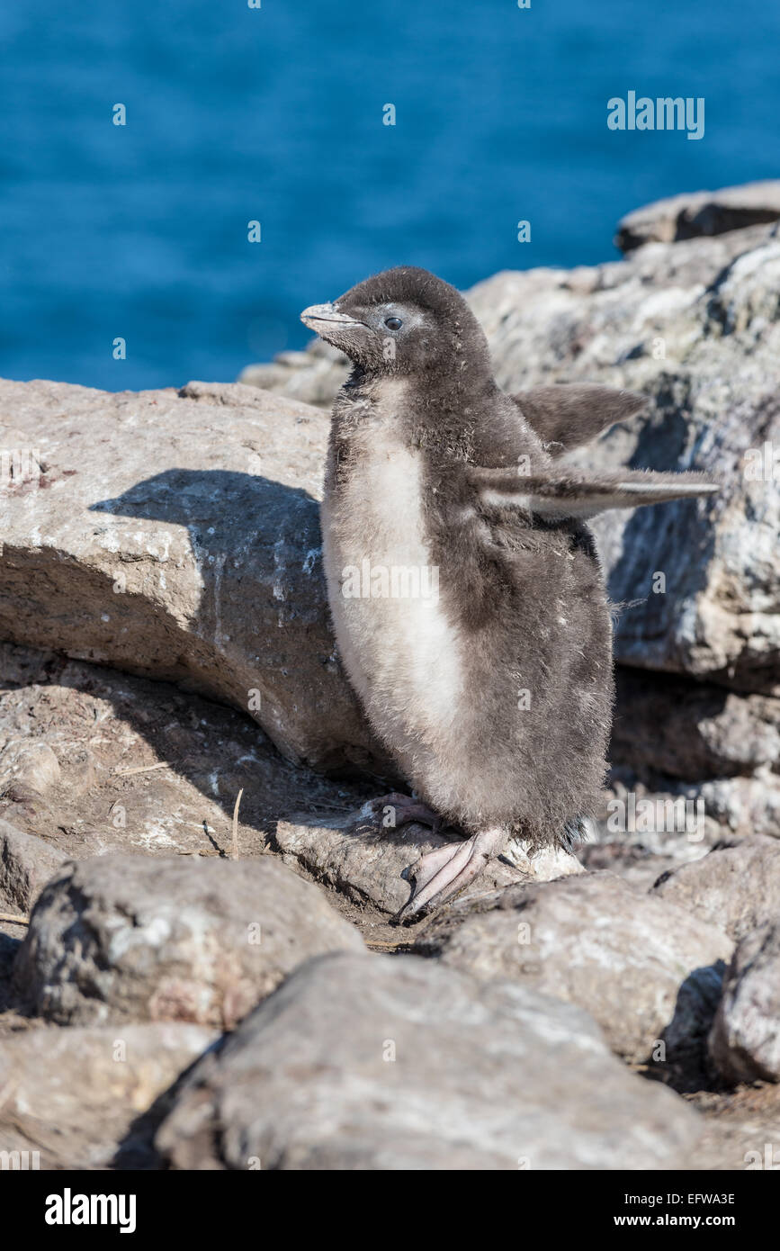 Pinguino saltaroccia pulcino (Eudyptes chrysocome), Isole Falkland, nel sud dell'Oceano Atlantico Foto Stock