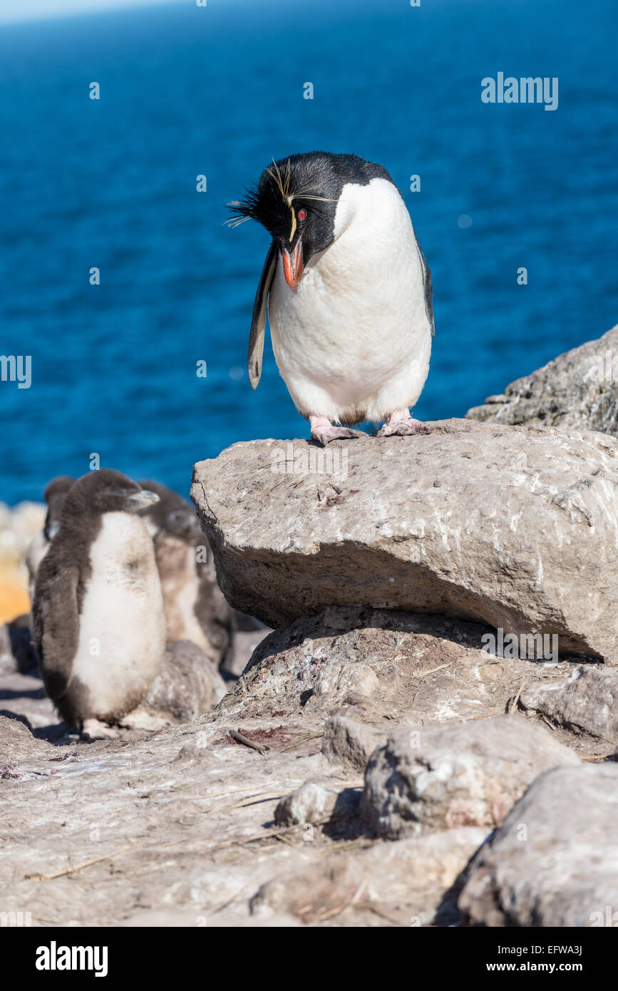 Adulto pinguino saltaroccia con pulcino (Eudyptes chrysocome), Isole Falkland, nel sud dell'Oceano Atlantico Foto Stock