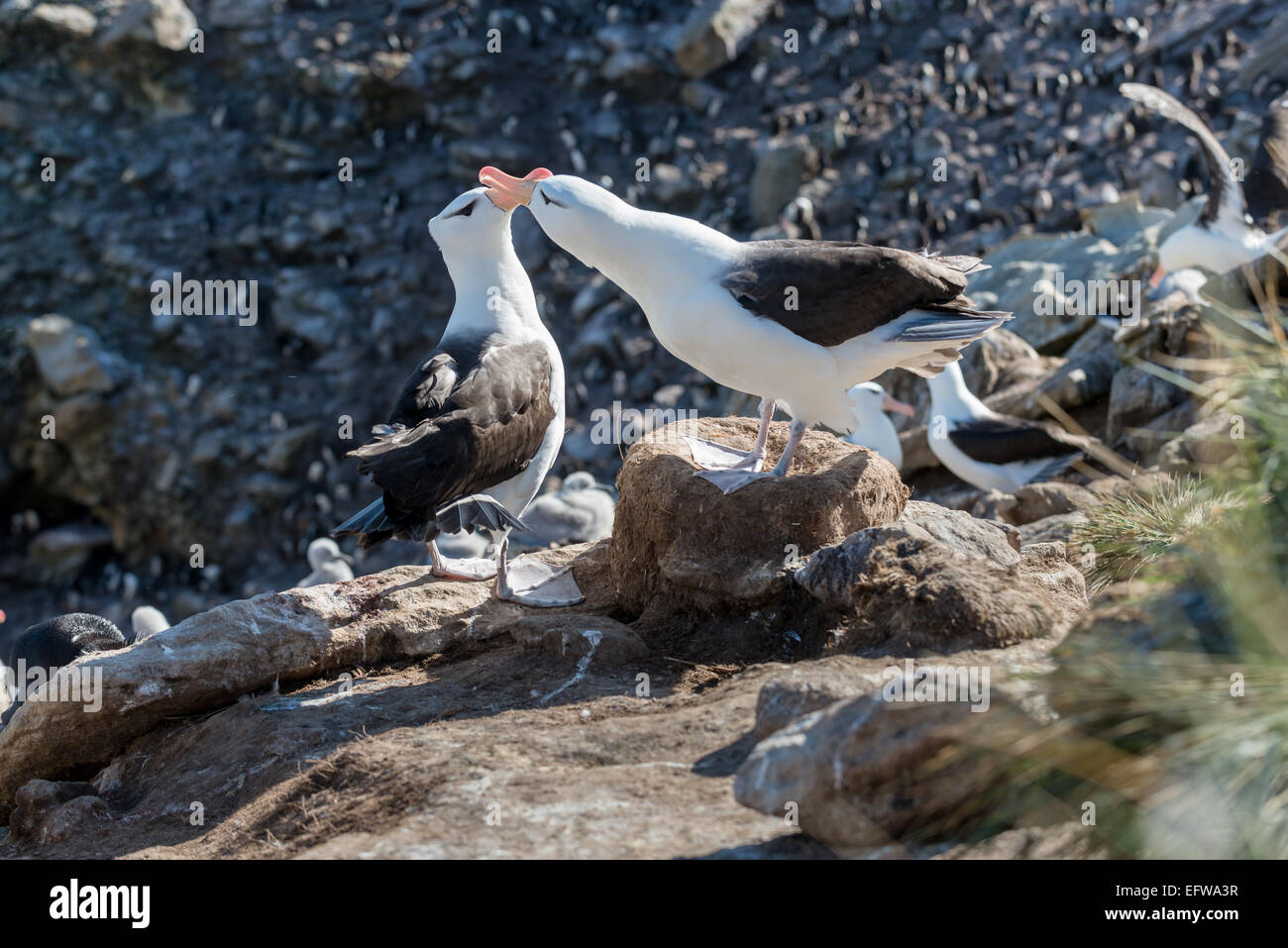 Nero brow albatross coppia bonding, nuova isola, Falklands Foto Stock