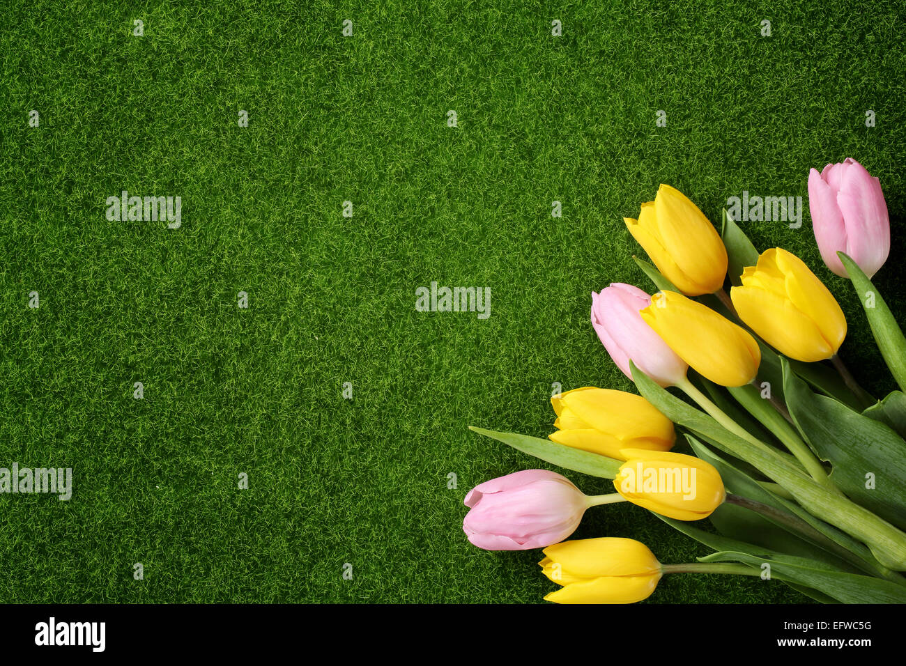 Rosa e tulipani gialli sul prato Foto Stock