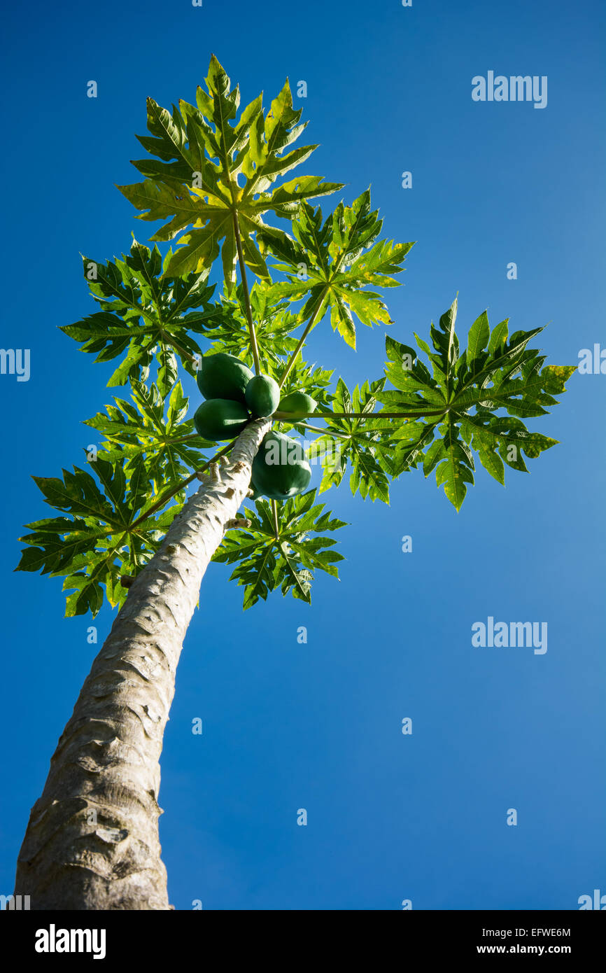 Albero di papaia con Papaya frutto contro il cielo blu Foto Stock