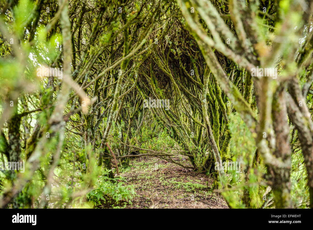 Percorso attraverso una fitta coperte di muschio hedge Foto Stock