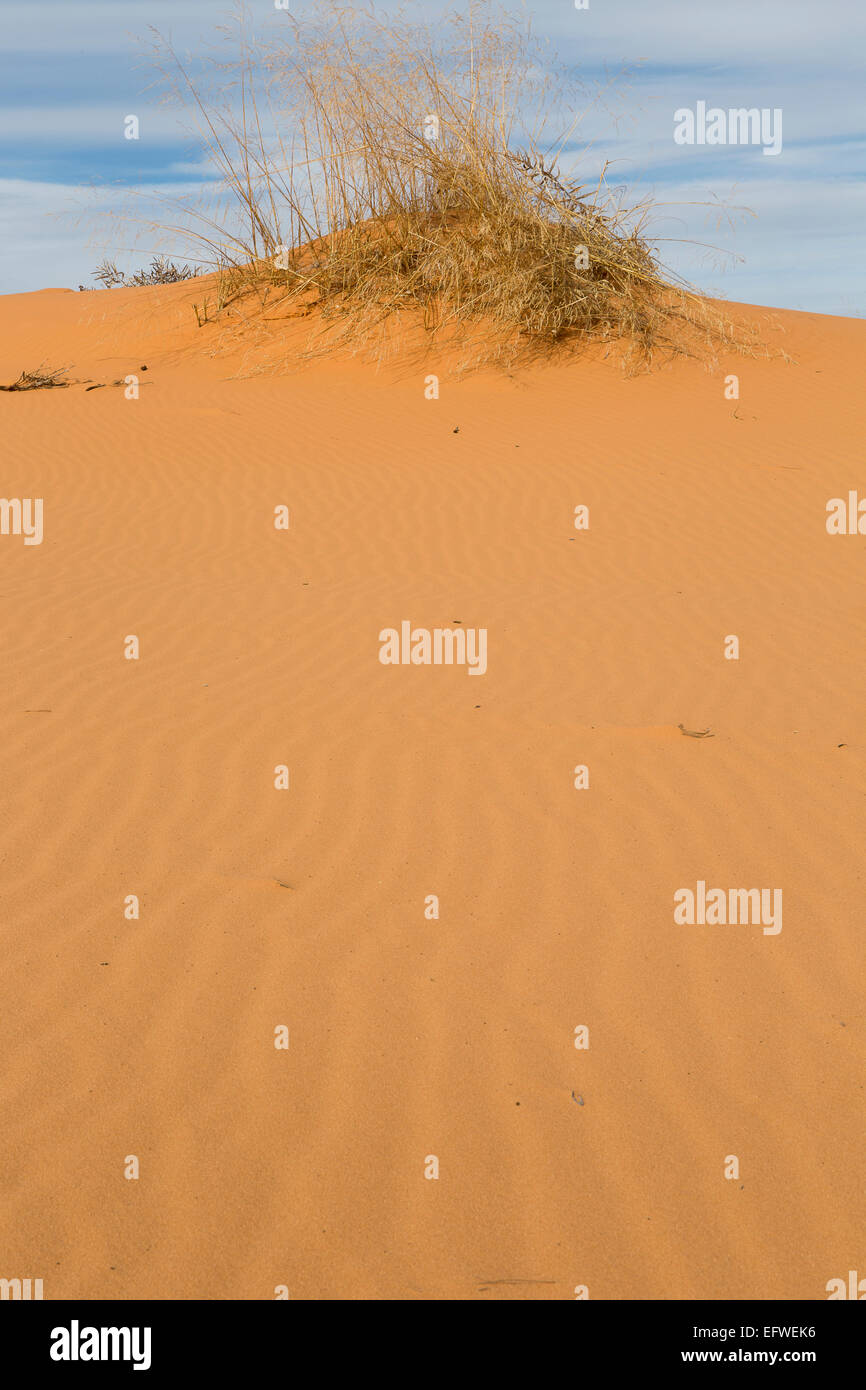Coral Pink dune di sabbia Foto Stock