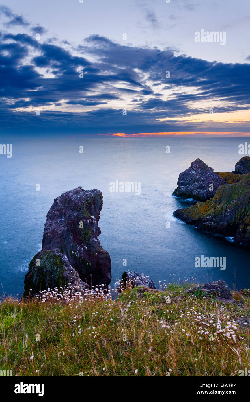 Un mare di stack e sagomata in maniera interessante scogliere a St Abbs Head riserva naturale con sunrise imminente. Foto Stock