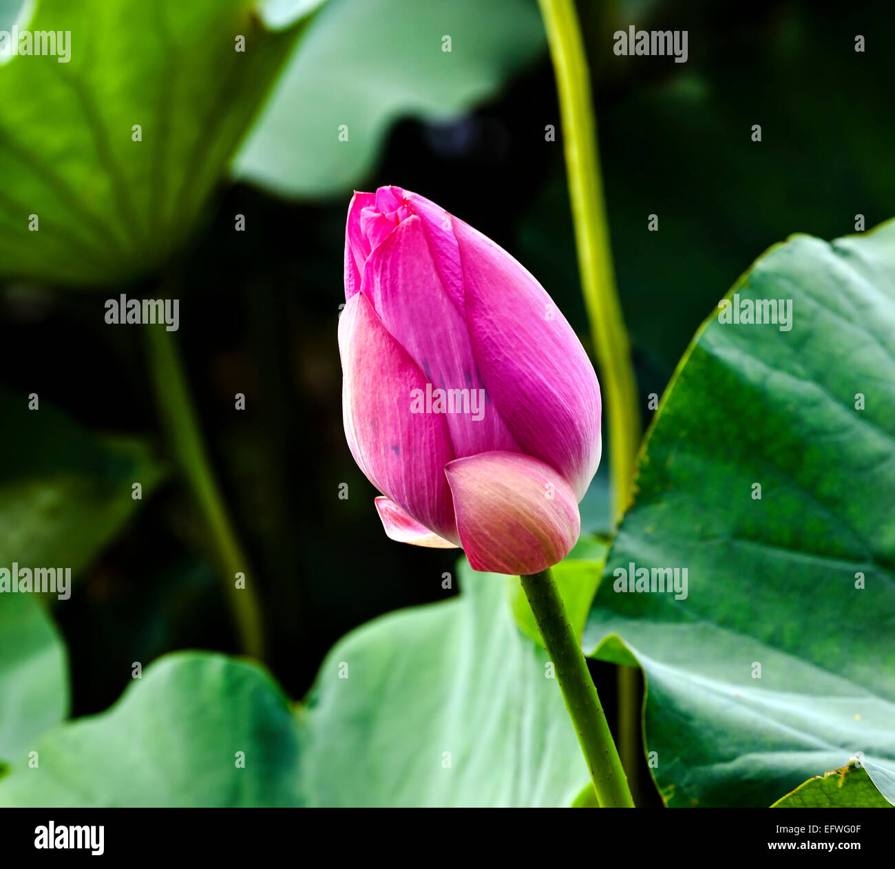 Pink Lotus Bud Ninfee vicino laghetto di loto Tempio del Sole Pechino Cina Cina Foto Stock