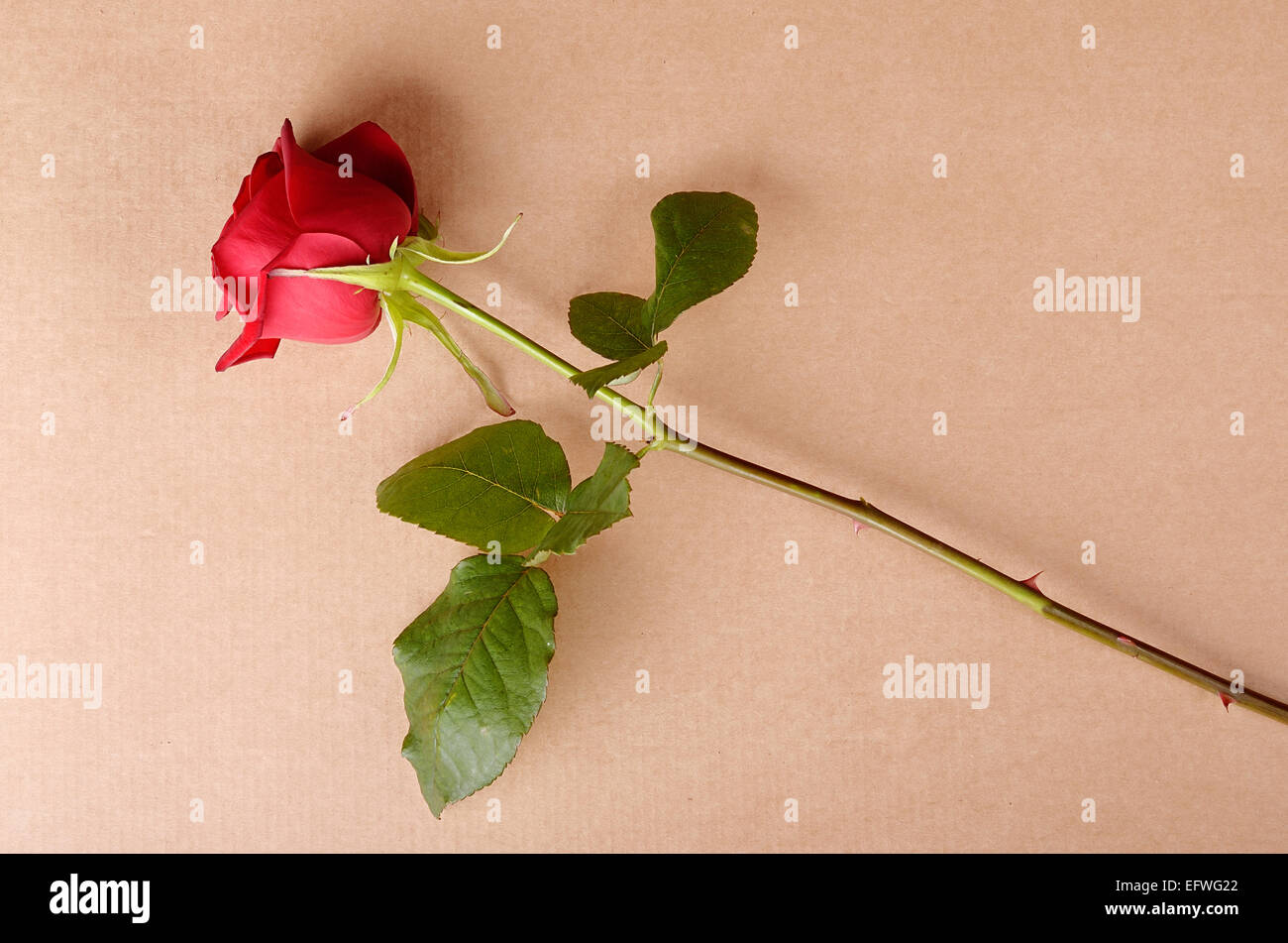 Red Rose su sfondo di cartone Foto Stock