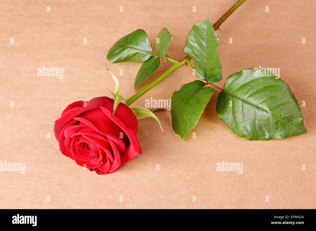 Red Rose su sfondo di cartone Foto Stock