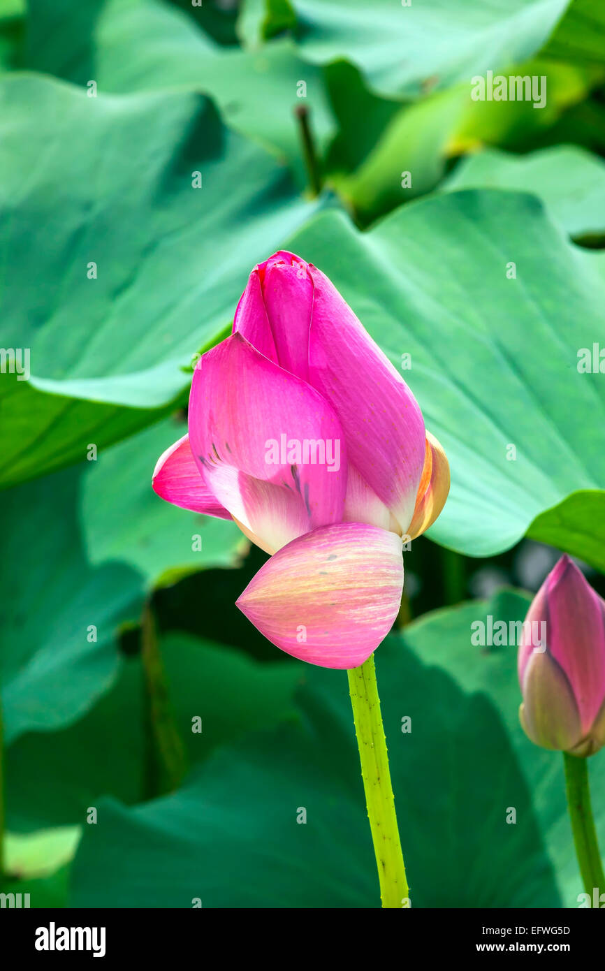 Pink Lotus Bud Ninfee Close Up Lotus Pond Summer Palace beijing cina Foto Stock