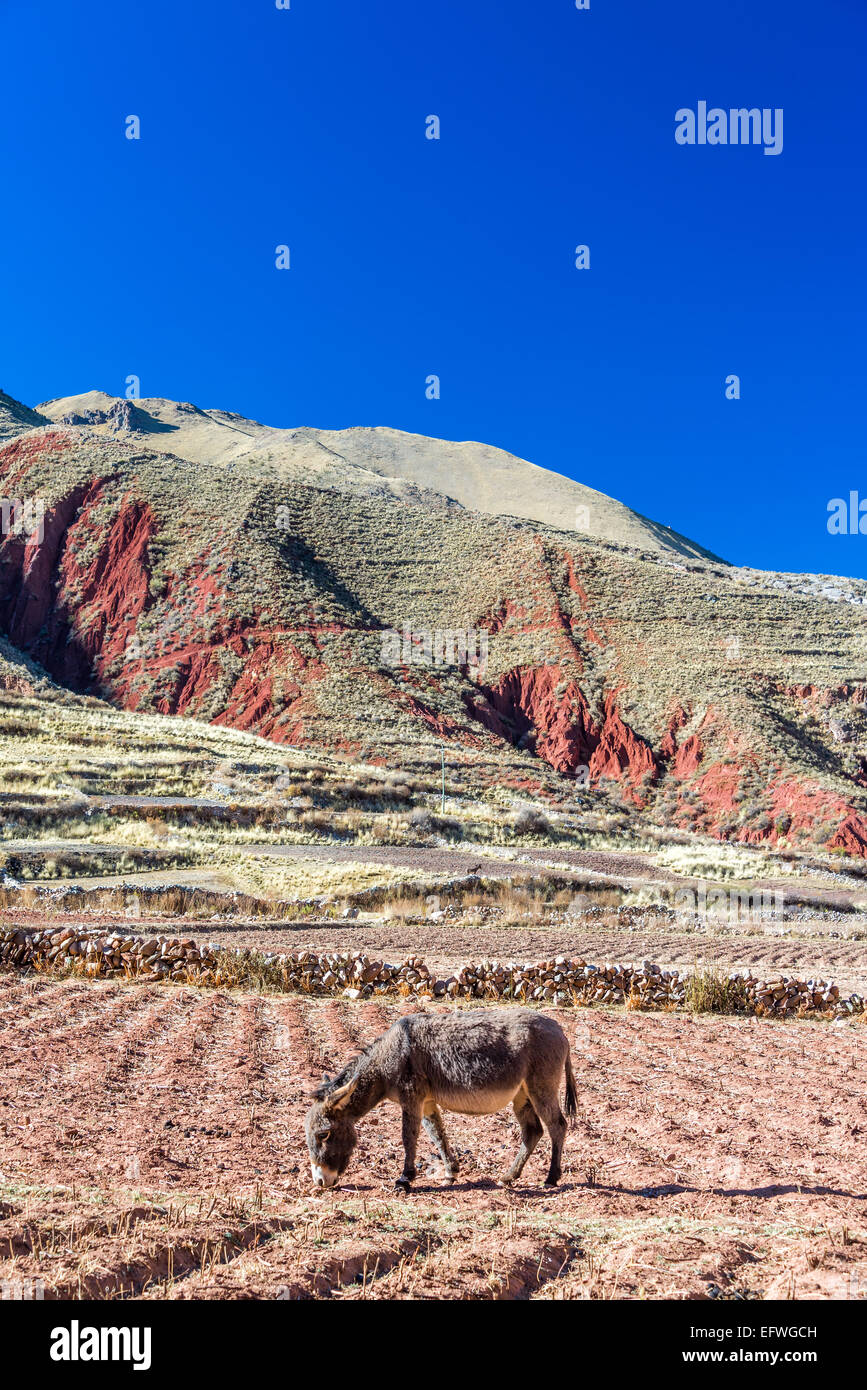 Un asino in un campo con il verde e il rosso delle colline in background nei pressi di Potosí, Bolivia Foto Stock