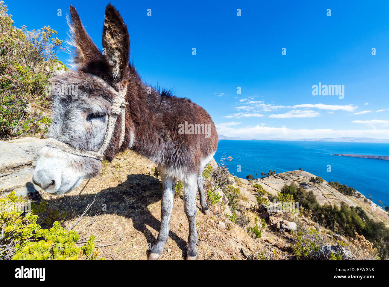 Primo piano di un asino con lago Titicaca lontano sullo sfondo a Isla del Sol in Bolivia Foto Stock