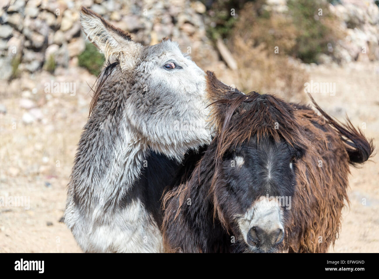 Due asini combattere su Isla del Sol in Bolivia Foto Stock