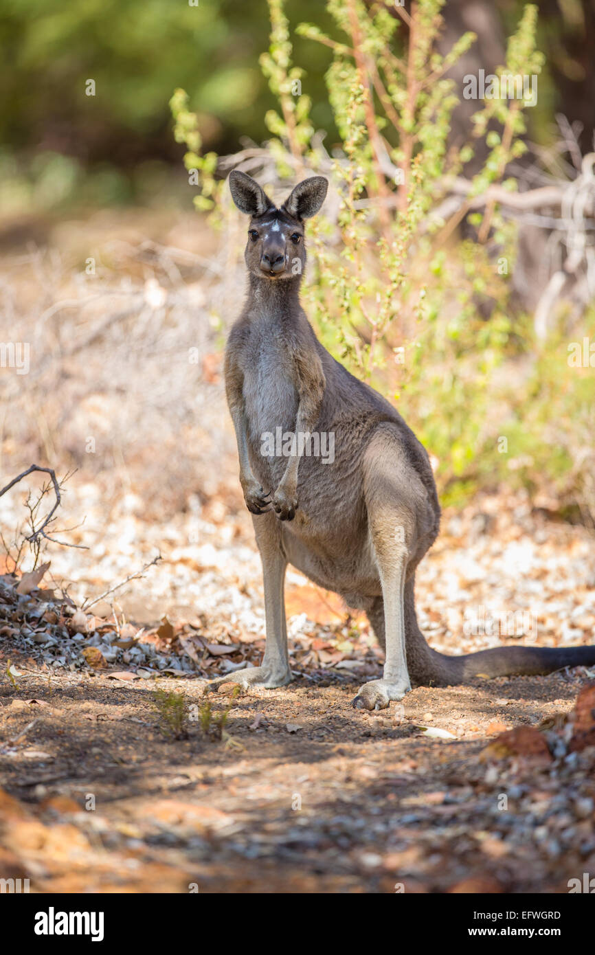 Attento kangaroo Foto Stock