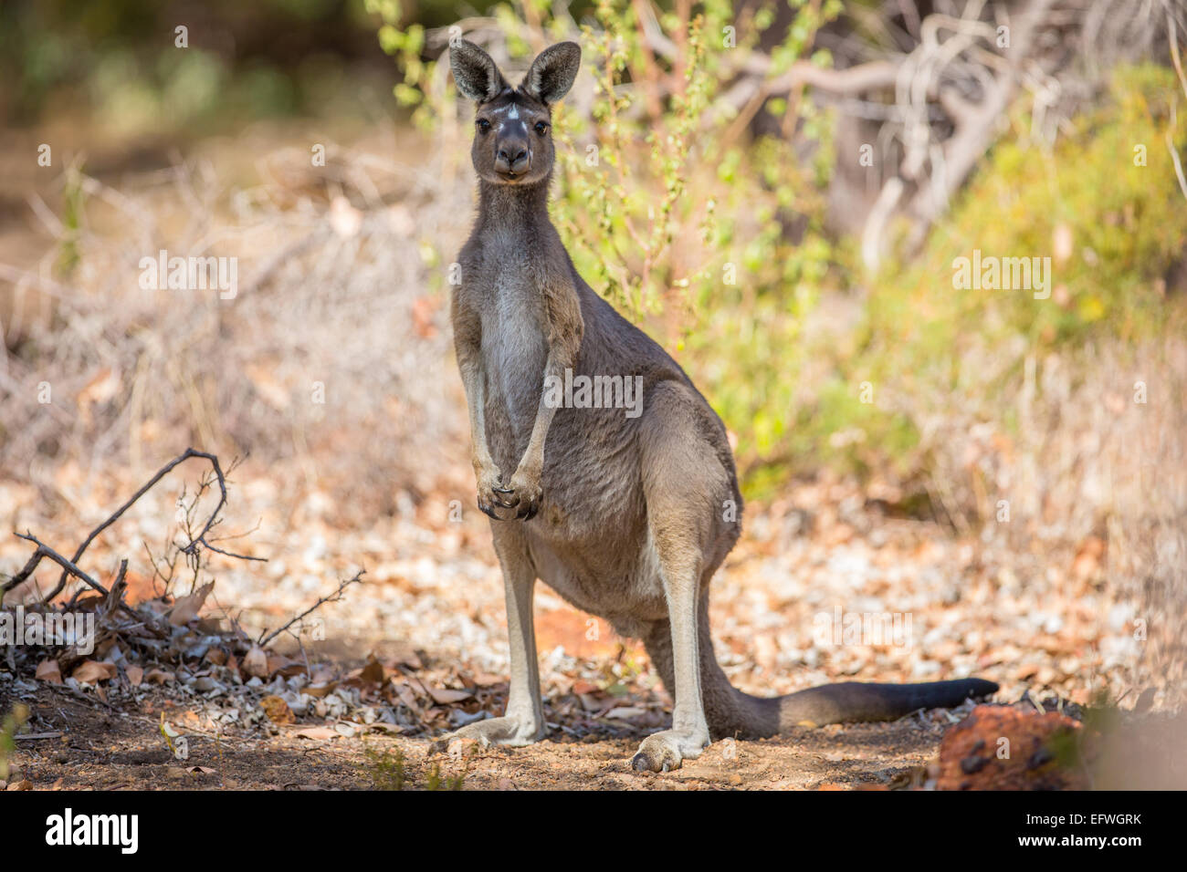 Attento kangaroo Foto Stock