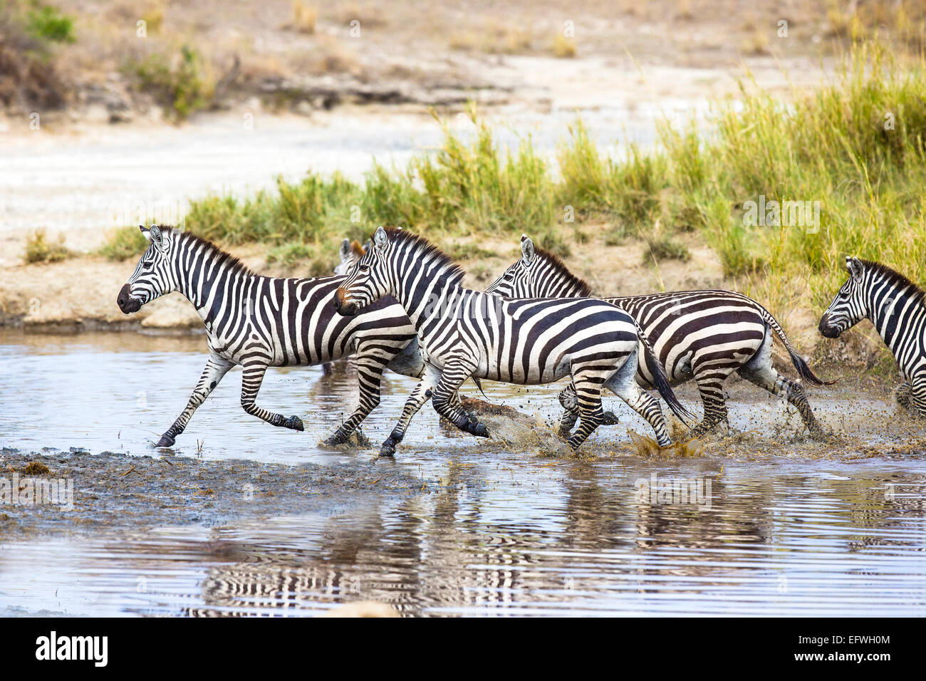 Zebre corre in acqua Foto Stock