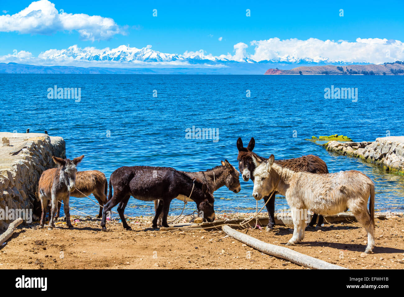 Sei asini in piedi sulla riva del lago Titicaca con le montagne delle Ande in background come visto su Isla del Sol, Bolivia Foto Stock