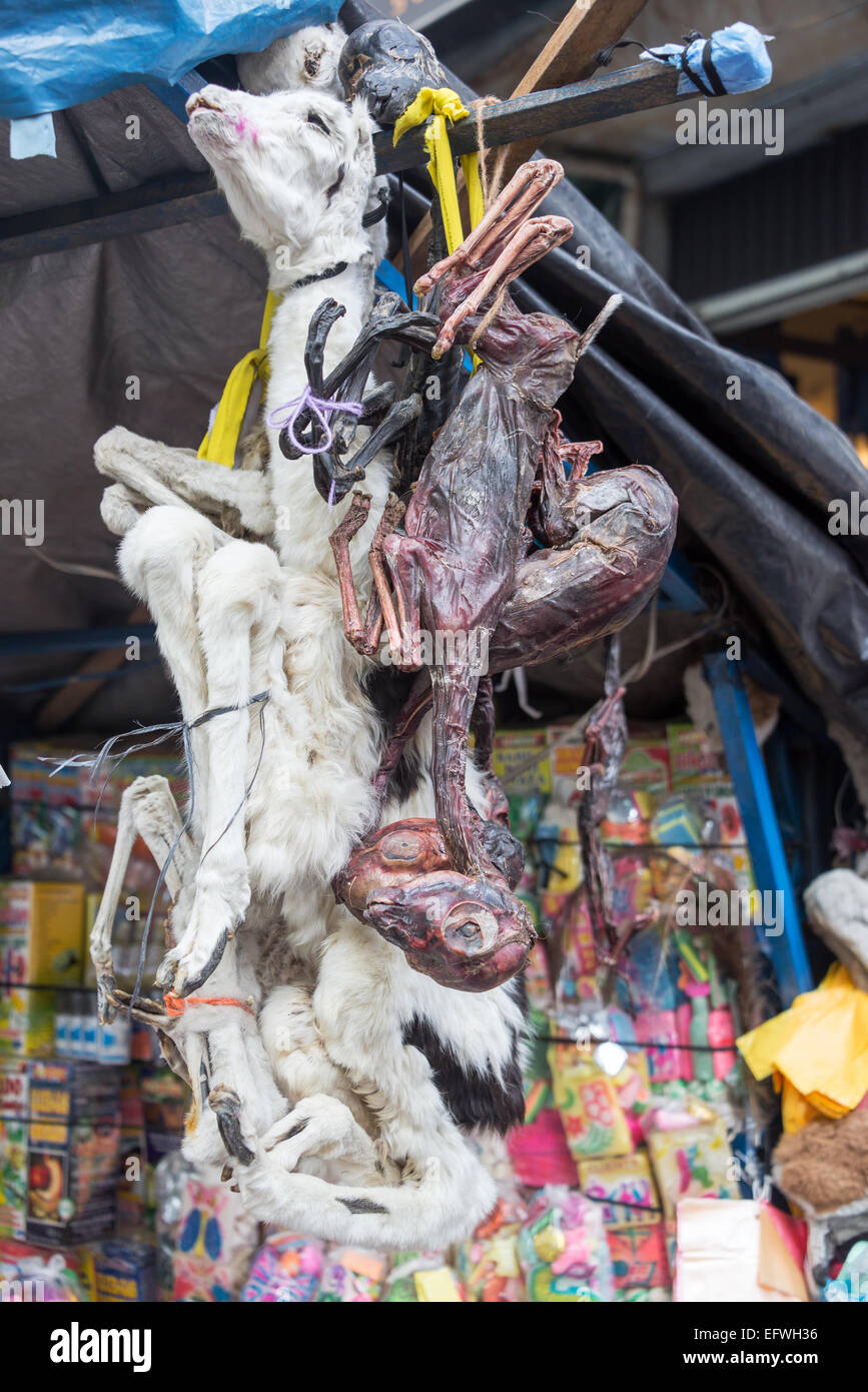 Bambino morto llama e llama feti per la vendita nel mercato delle streghe a La Paz, in Bolivia Foto Stock