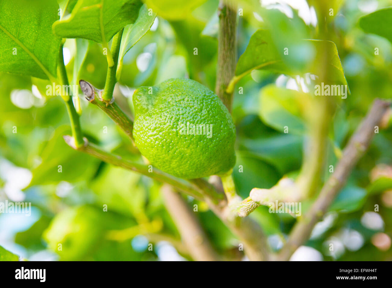 Organici di lime tree Foto Stock