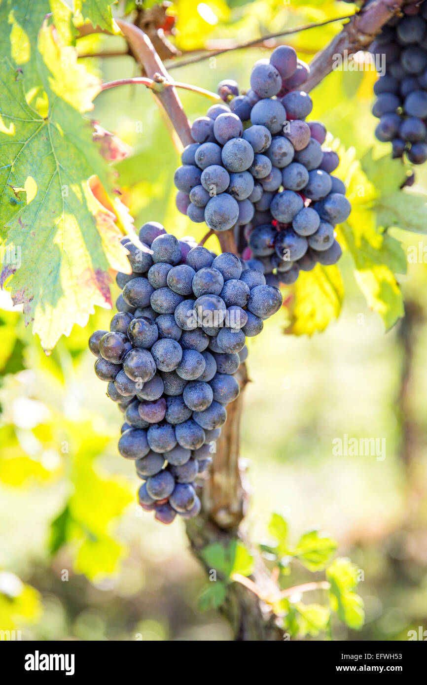 Uve organico uft la produzione del vino in Toscana Foto Stock