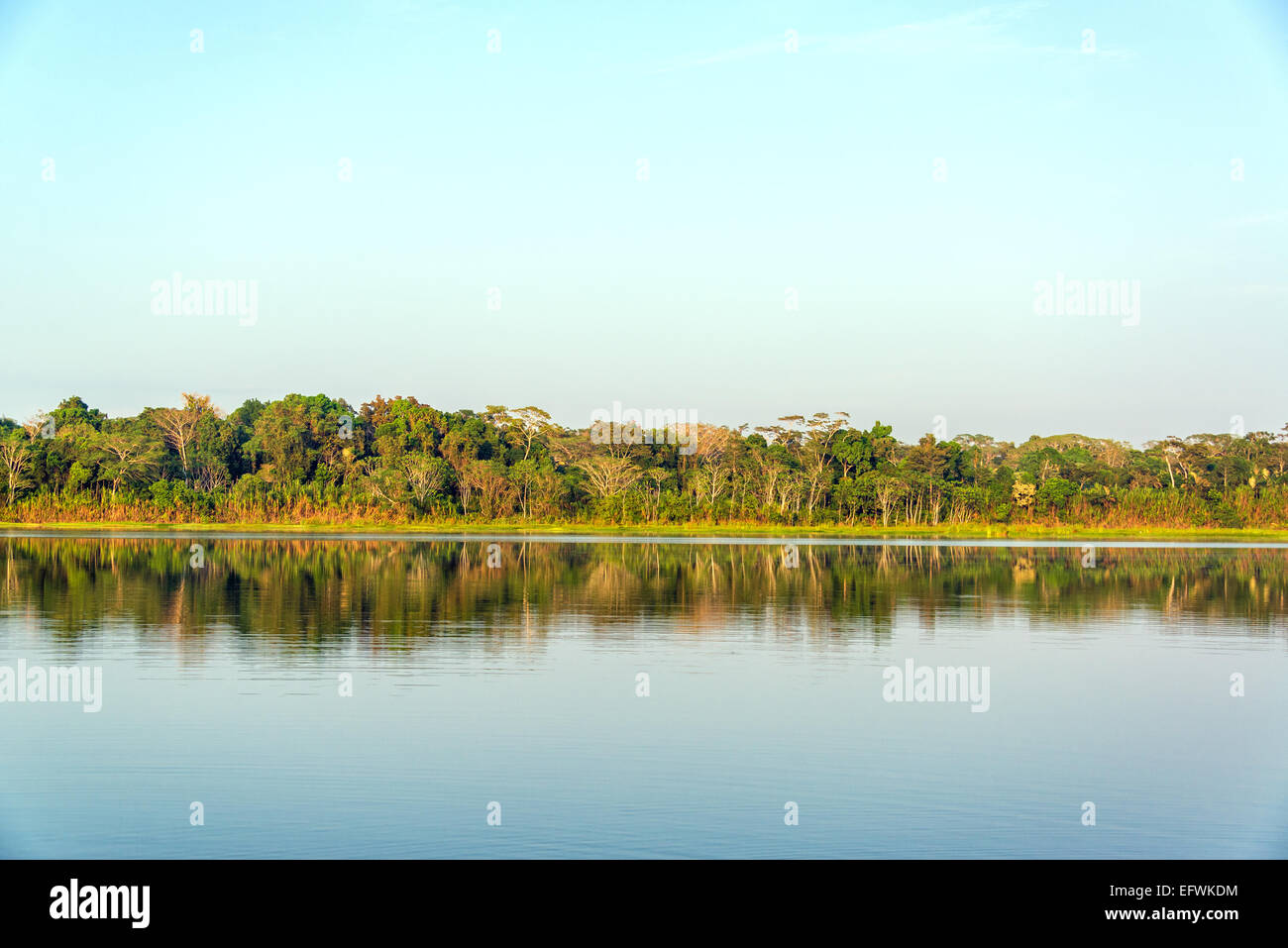 Jungle riflessa in un lago nel Parco Nazionale Madidi nella foresta amazzonica vicino Rurrenabaque, Bolivia Foto Stock