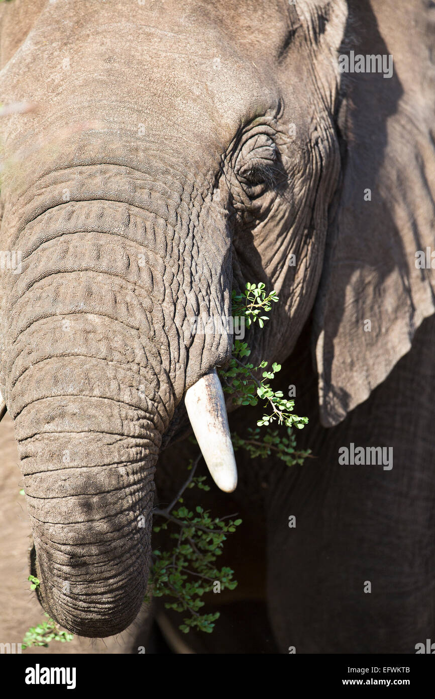 Grande elefante mangiare erba Foto Stock