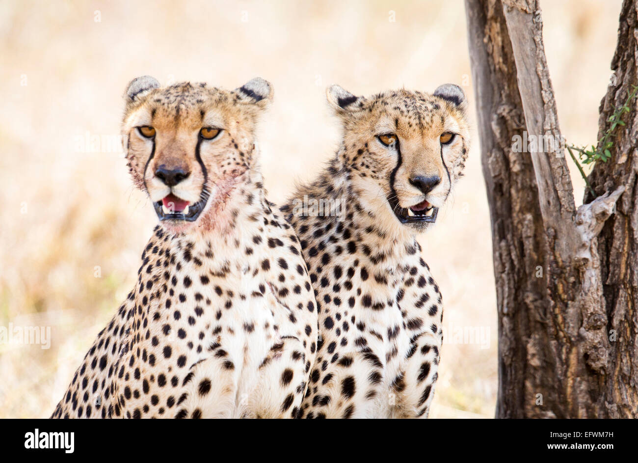 Due ghepardi riposa dopo il pasto nel Serengeti Foto Stock