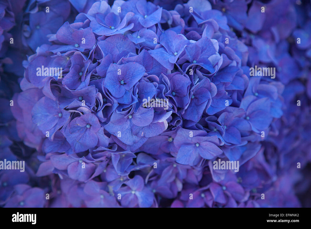 Close up di colorati e freschi di fiori di nozze Foto Stock