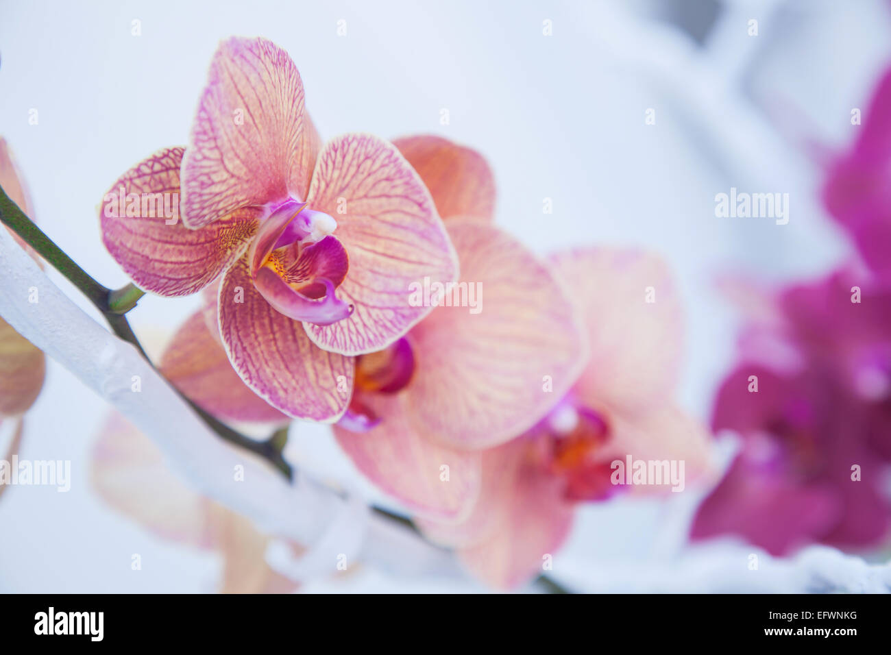 Close up di colorati e freschi di fiori di nozze Foto Stock