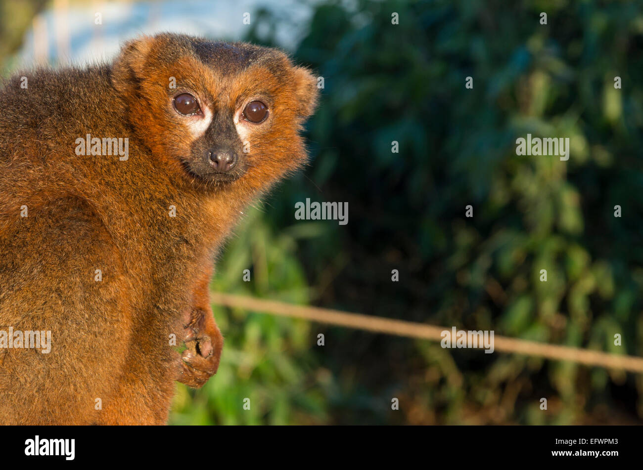 Ritratto di minacciato maschio rosso lemure panciuto (il Eulemur rubriventer)seduta Foto Stock
