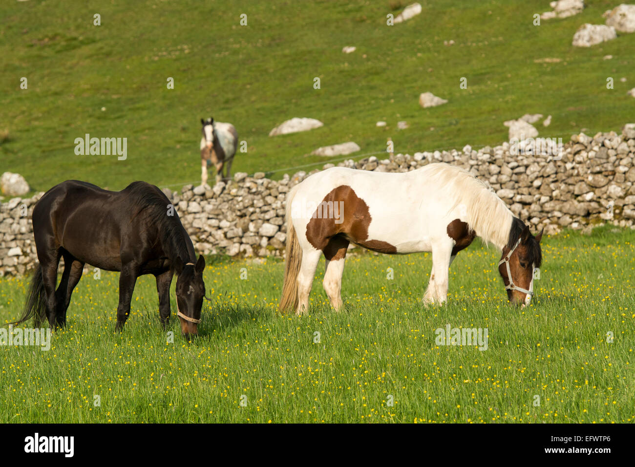 Gypsy cavalli al pascolo nei prati, Cumbria, Regno Unito Foto Stock