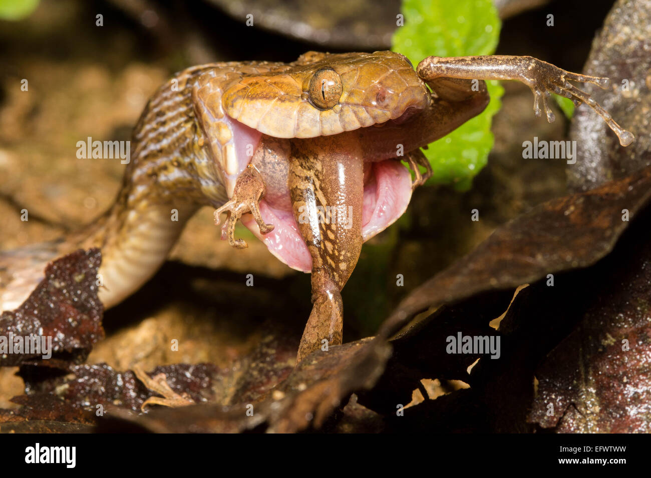 Un gatto settentrionale-eyed Snake ( Leptodeira septentrionalis) mangia un Pristimantis sp. in Ecuador. Foto Stock