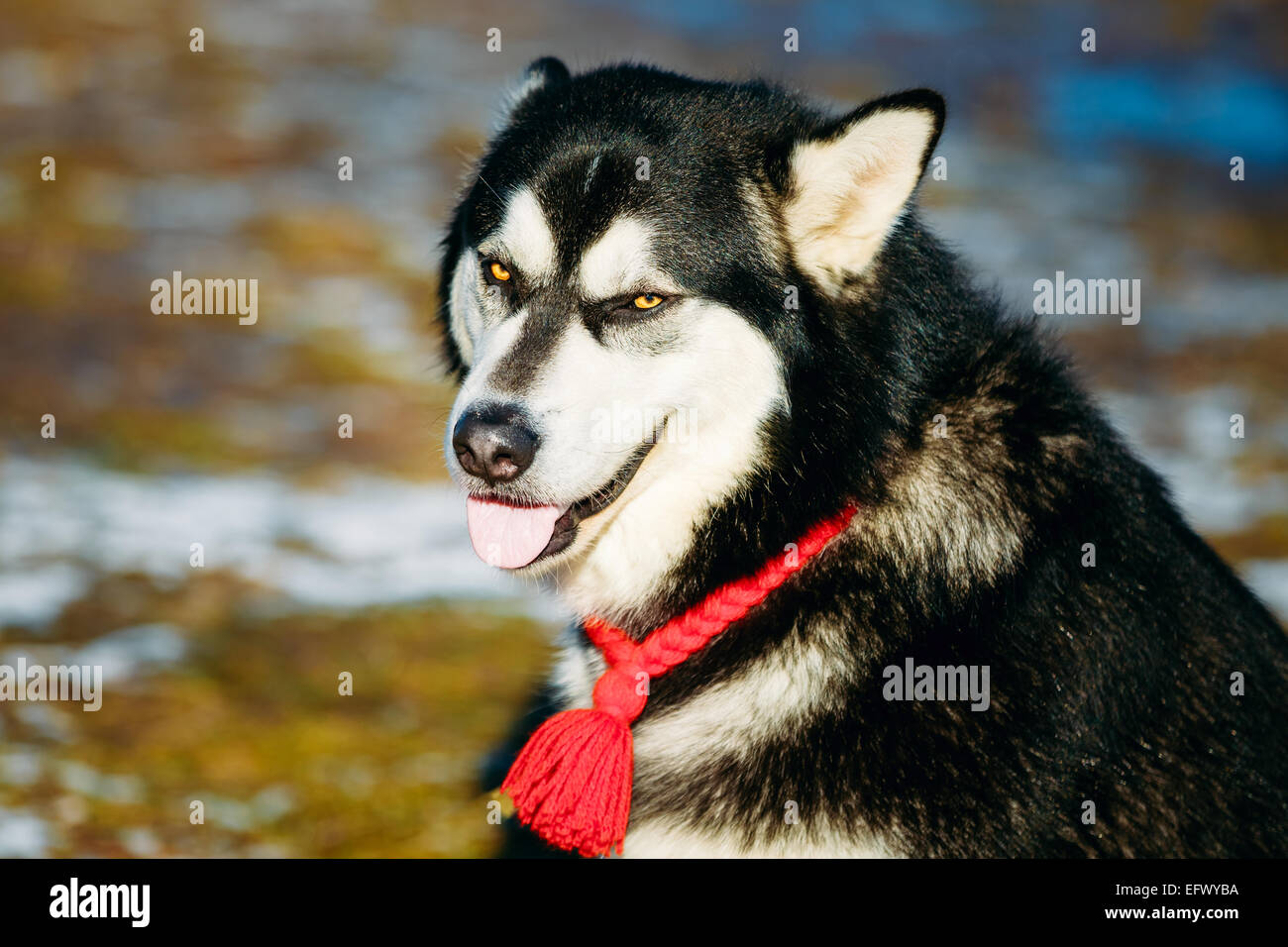 Bellissima Alaskan Malamute Cane stare all'aperto in primavera Foto Stock