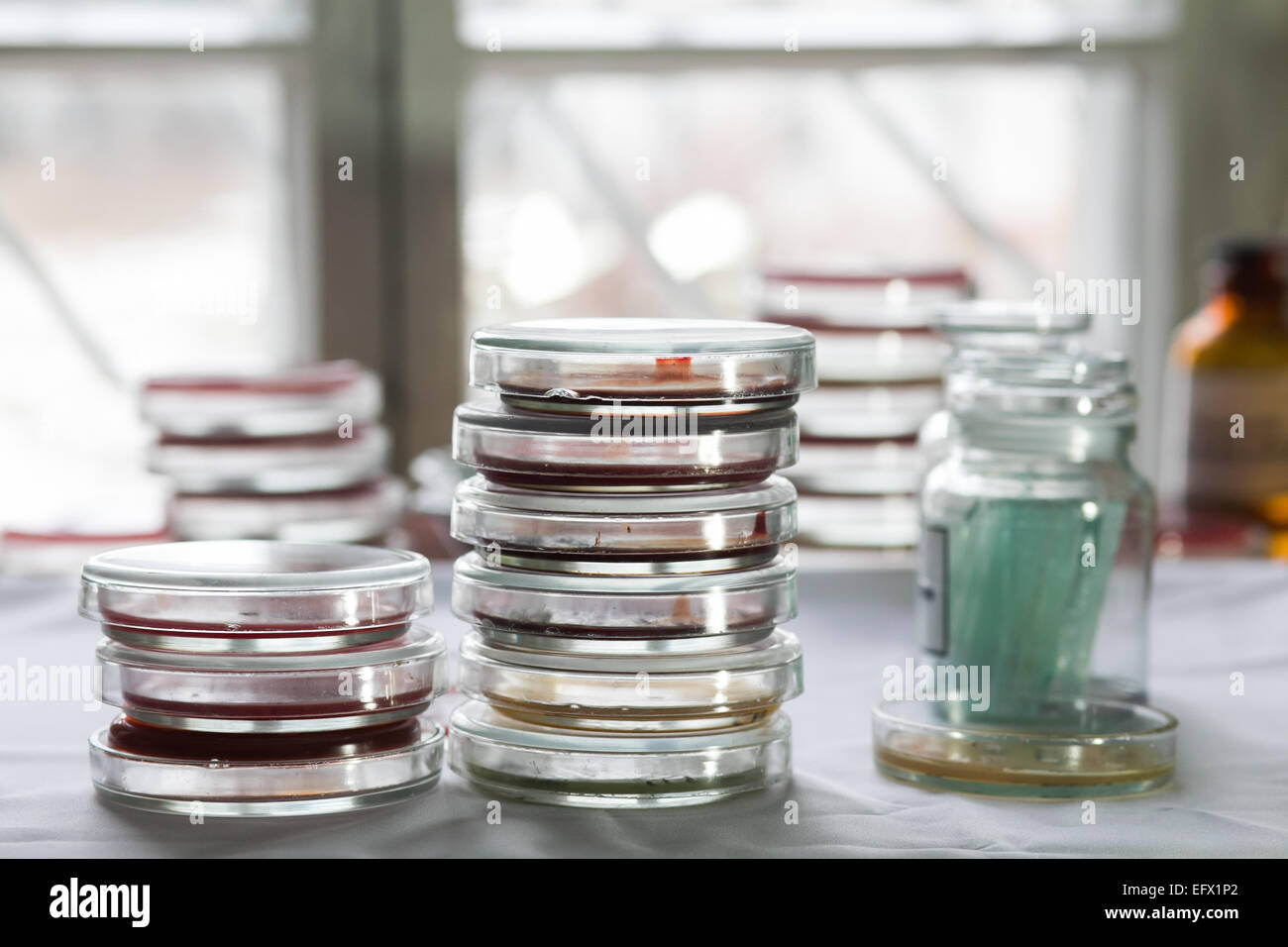 Pile di piastre di Petri con batteri che crescono in loro Foto Stock