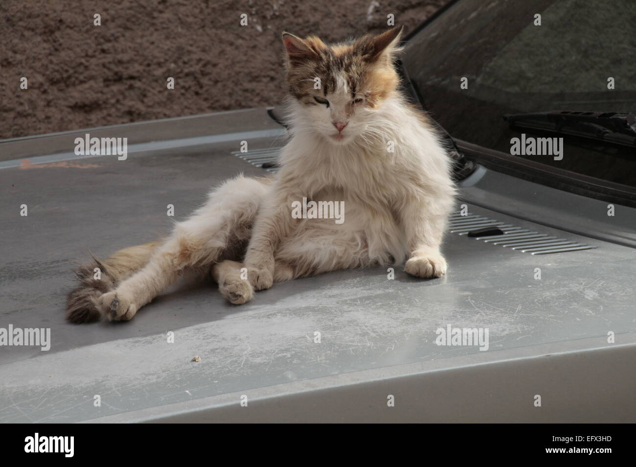 Street cat relax su una vettura cofano, Marrakech, Marocco Foto Stock