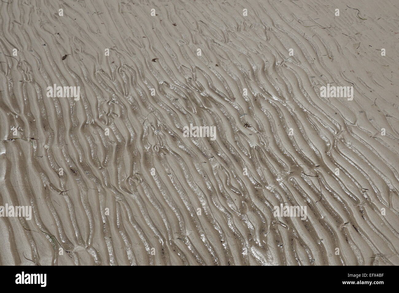 Ripples in spiaggia di sabbia. Foto Stock