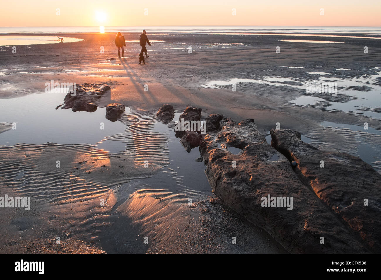 Walkers al tramonto a pietrificati,,preistoriche,oak forest,tree,alberi, Ynyslas Beach, vicino Borth, Ceredigion,il Galles Centrale,Galles Foto Stock