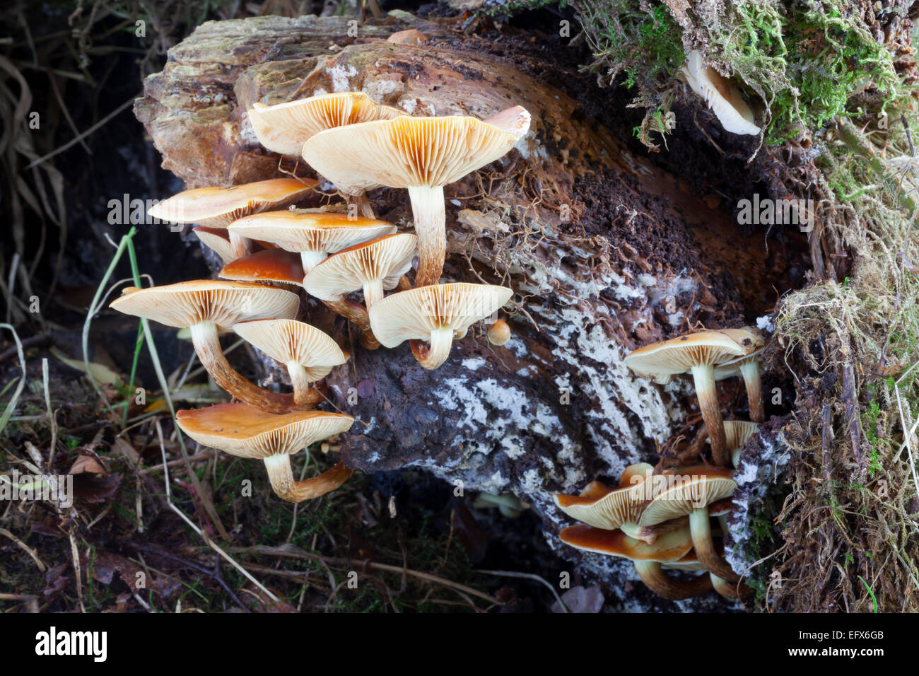 Regno Unito, funghi che crescono su legno antico. Foto Stock