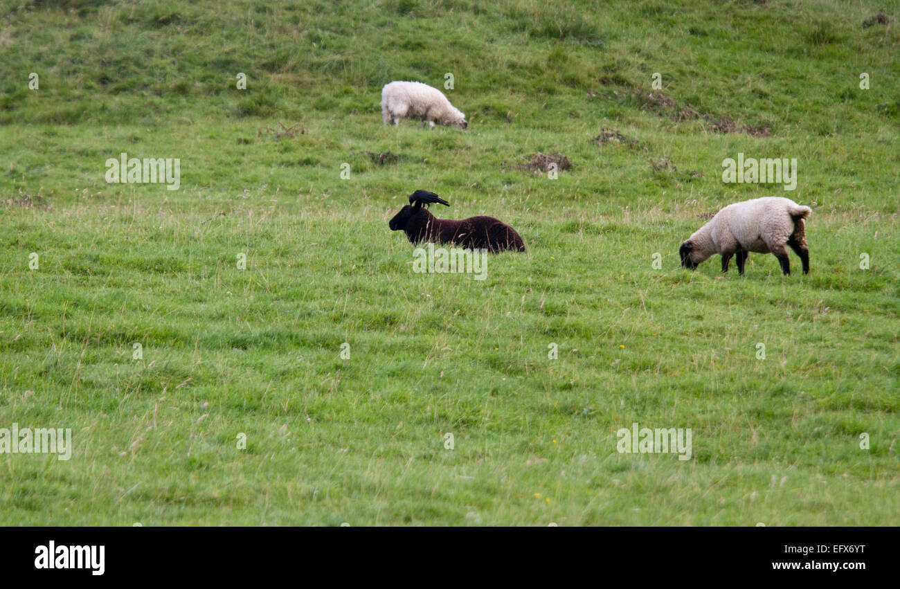 Un corvo appollaiato sulla testa di una pecora in Yorkshire Dales National Park, Regno Unito Foto Stock